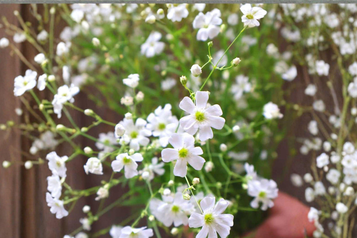 Baby’s Breath Seeds 300mg Gypsophila elegans Covent Garden White Annual Flowers for Gardens & Bouquets