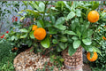 Fukushu Kumquat Live Citrus Tree - Small 8-12 Inch Plant, Evergreen, Fragrant Blossoms, Citrus japonica 'Fukushu'