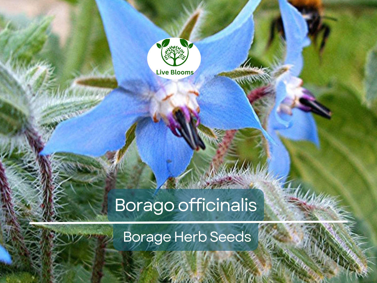 Borage Seeds 1 Gram – Borago officinalis Edible Blue Flowers Pollinator Friendly Herb for Garden, Containers, Herb Beds