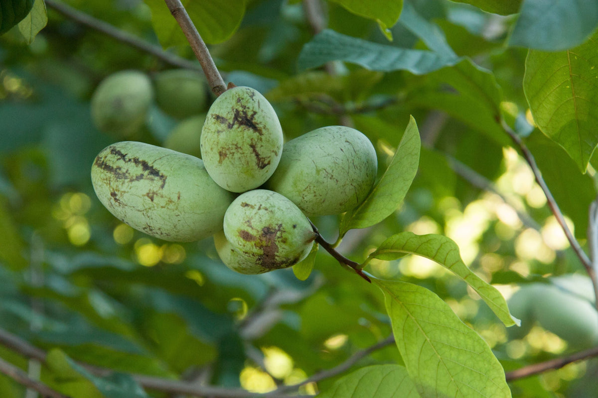 Paw Paw Tree Seeds | 5 Fresh Stratified Asimina Triloba Fruit & Purple Blossom Seeds | Ready to Plant