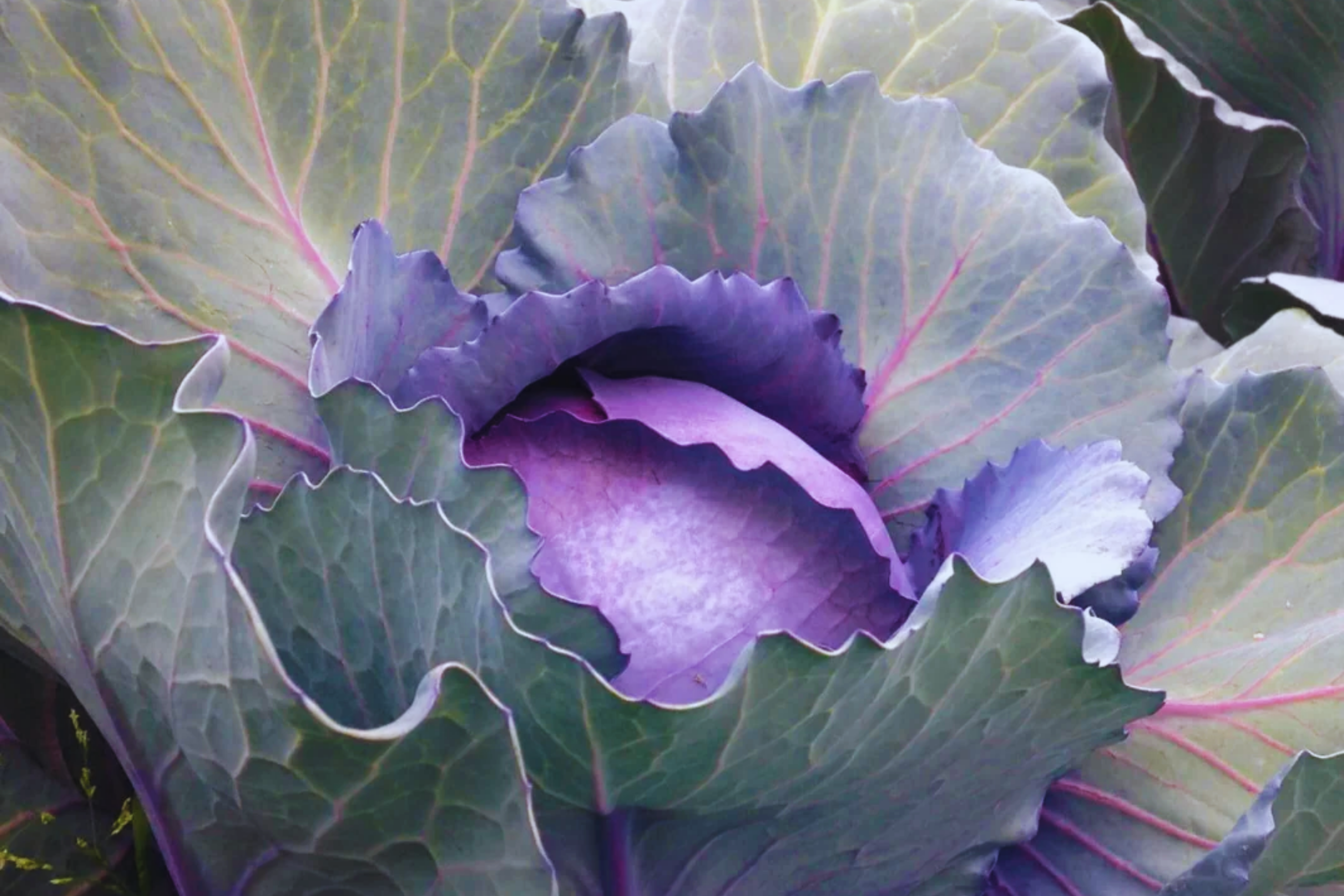 Red Acre Cabbage Seeds - Non-GMO, Heirloom Brassica oleracea var. capitata, 100 Seeds, Compact, Edible, Fall Crop