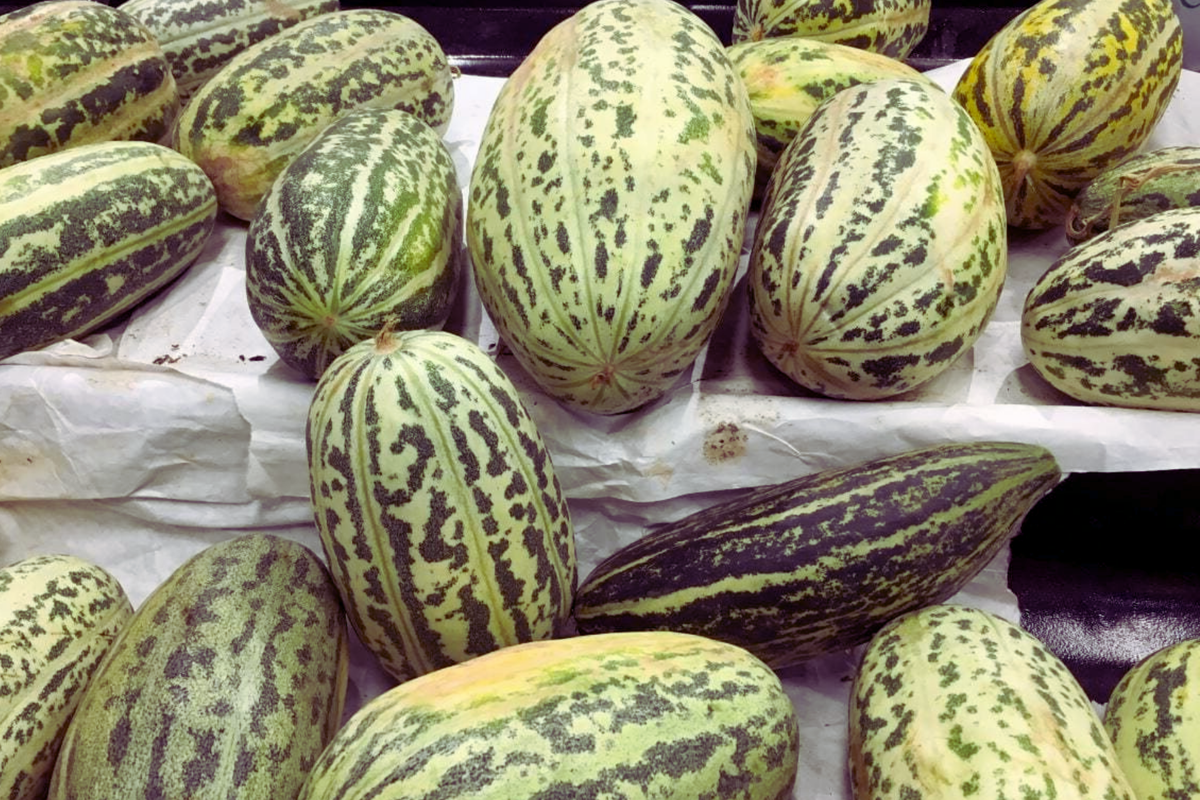 Fragrant Musk Melon Seeds - Dua Gang, Thai Muskmelon, Vietnam Variety, Cucumis melo, Heirloom Quality for Home Gardening
