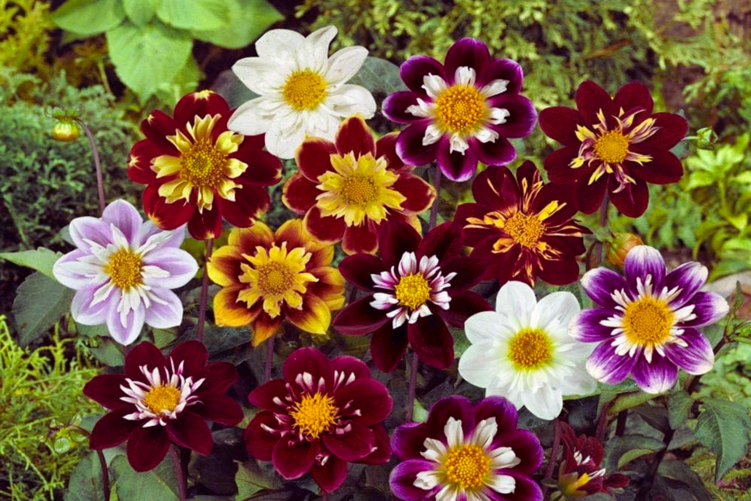 Dahlia Seeds - Dandy Mix Variety - Colorful Flower Seeds for Garden Planting - Dahlia variabilis