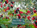 Red Mulberry Tree Cuttings 6-8" | Morus rubra, Fruit Tree for Garden, Fast-Growing, Wildlife Attracting