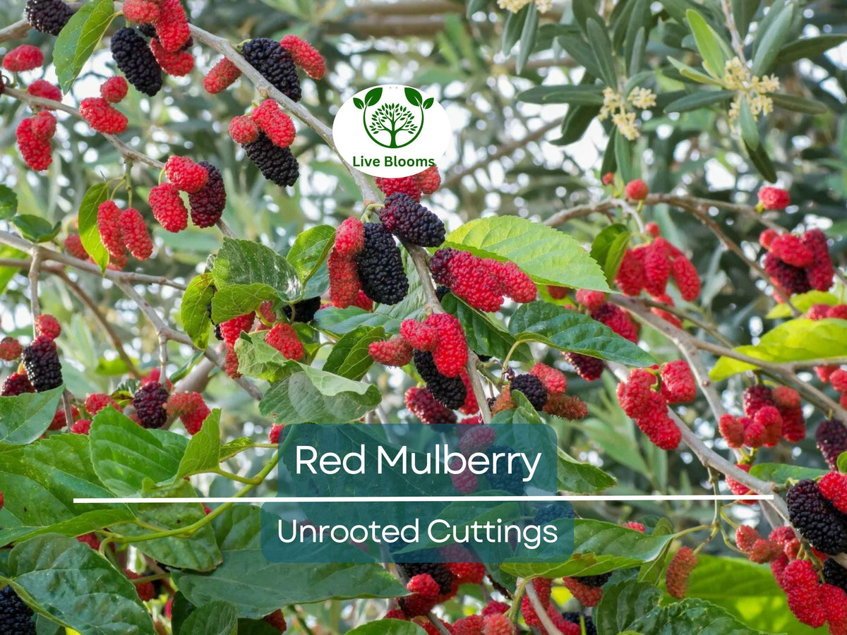 Red Mulberry Tree Cuttings 6-8" | Morus rubra, Fruit Tree for Garden, Fast-Growing, Wildlife Attracting