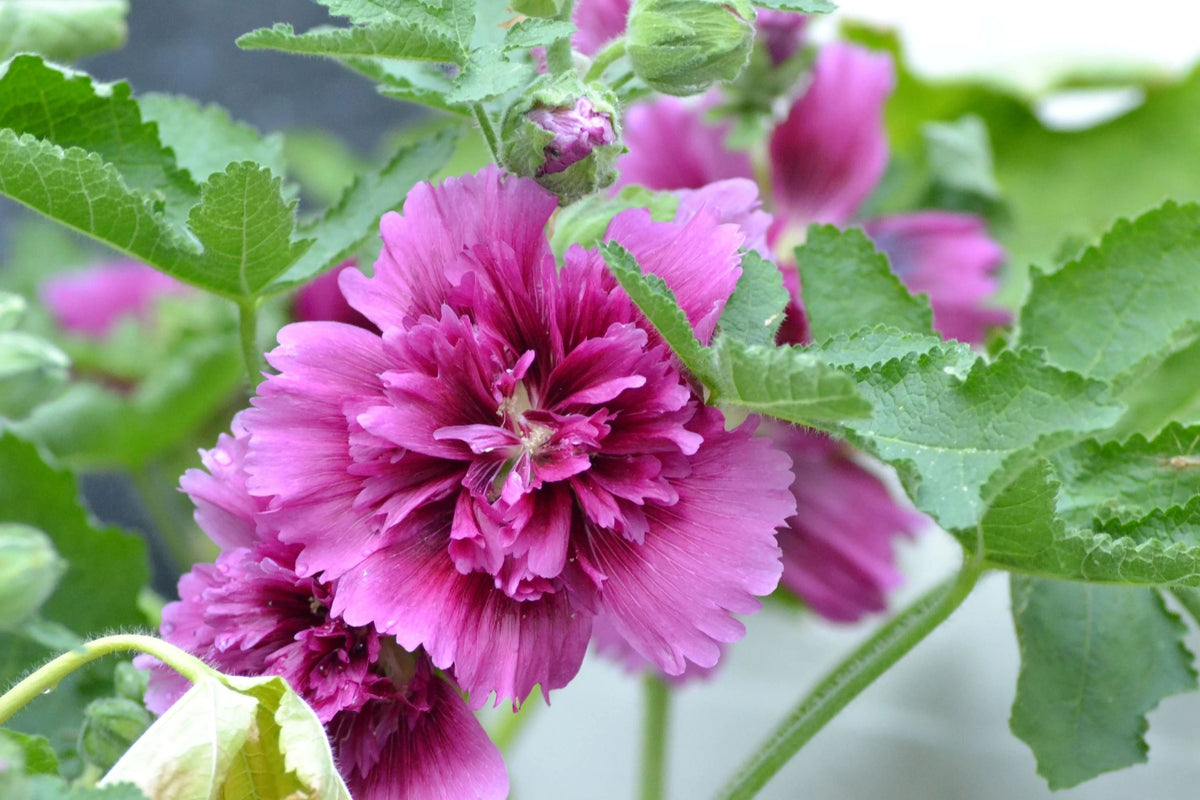 Queeny Purple Hollyhock Seeds | Magenta Blooms | Attracts Pollinators | Non-GMO | Alcea rosea Biennial Flowers