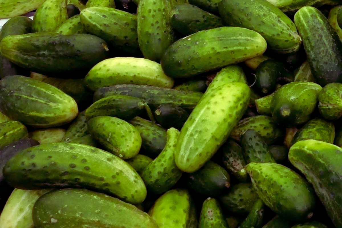 Boston Pickling Cucumber Seeds - Non-GMO, Cucumis sativus, Pack of 50, Small Firm Pickling Cucumbers
