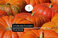 10 Seeds Cinderella Pumpkin Heirloom Cucurbita maxima Rouge Vif d'Etampes French Decorative Fall Garden Seeds