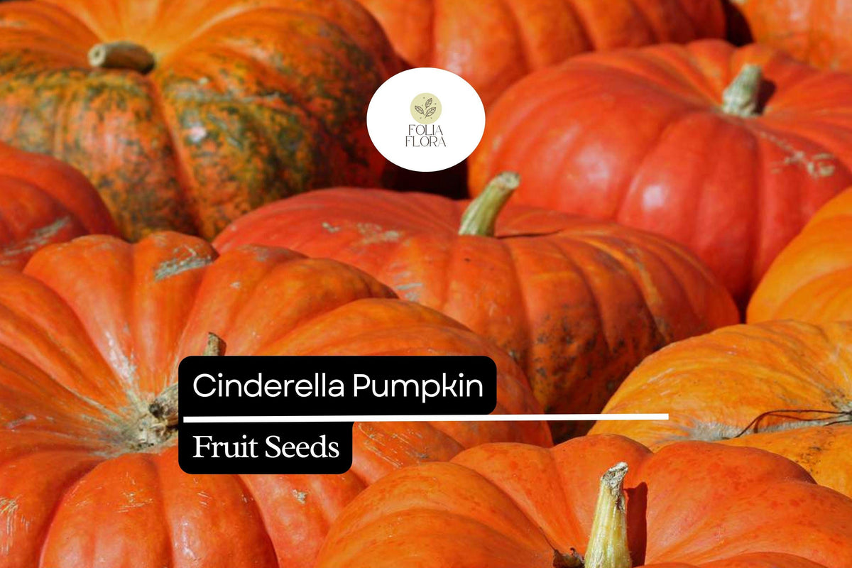 10 Seeds Cinderella Pumpkin Heirloom Cucurbita maxima Rouge Vif d'Etampes French Decorative Fall Garden Seeds