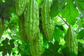 White Skin Long Bitter Gourd Seeds - Karella, Momordica charantia, Asian Bitter Melon, Climbing Vine, Heirloom Seeds