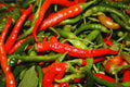 Hot Cayenne Long Slim Pepper Seeds - Non-GMO Heirloom Capsicum annuum for Spicy Garden, Salsa & Cooking
