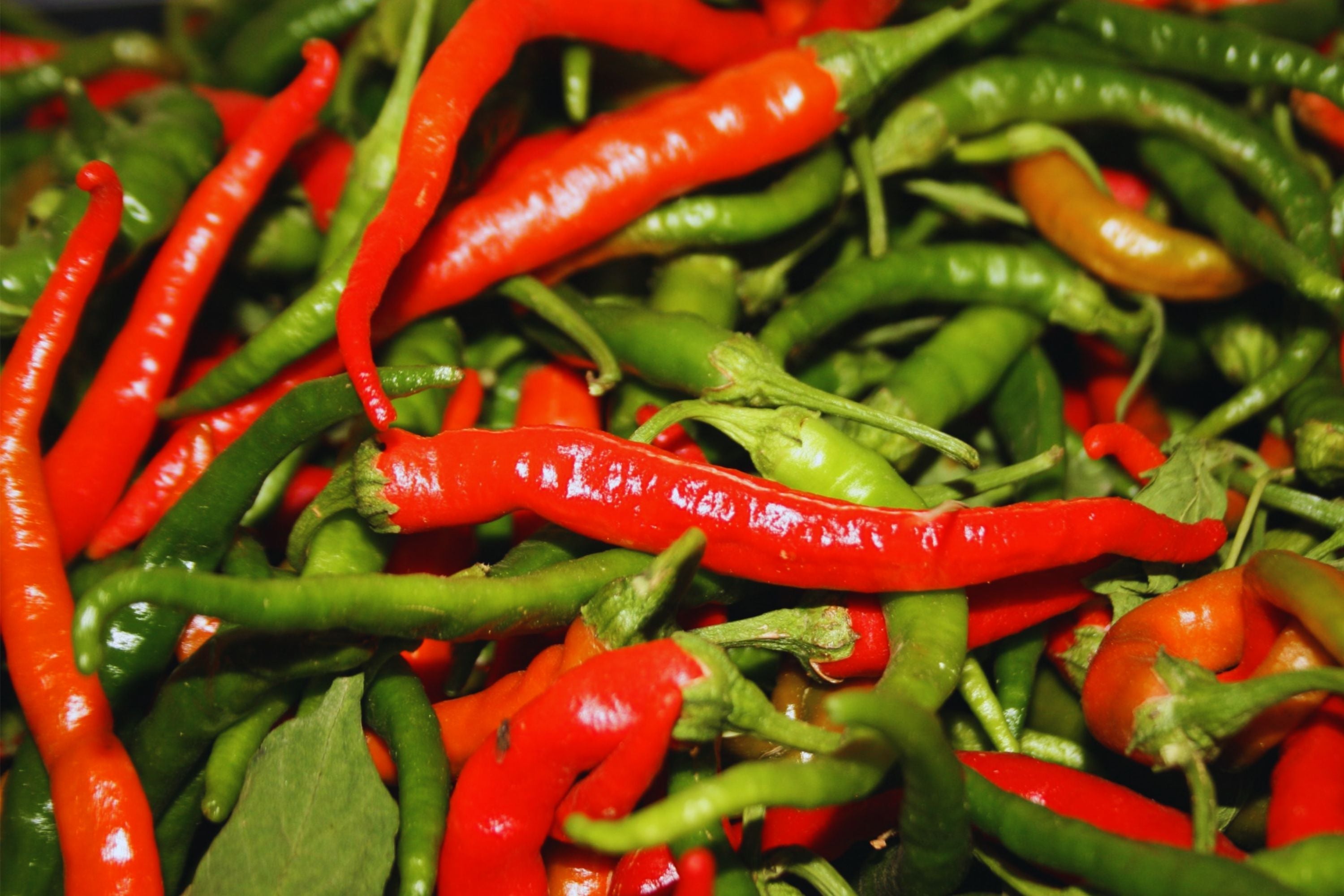 Hot Cayenne Long Slim Pepper Seeds - Non-GMO Heirloom Capsicum annuum for Spicy Garden, Salsa & Cooking