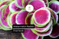 Watermelon Radish Seeds – Heirloom Raphanus sativus var. longipinnatus, Red Meat Radish, Cool-Season Garden Planting, 500+ Seeds