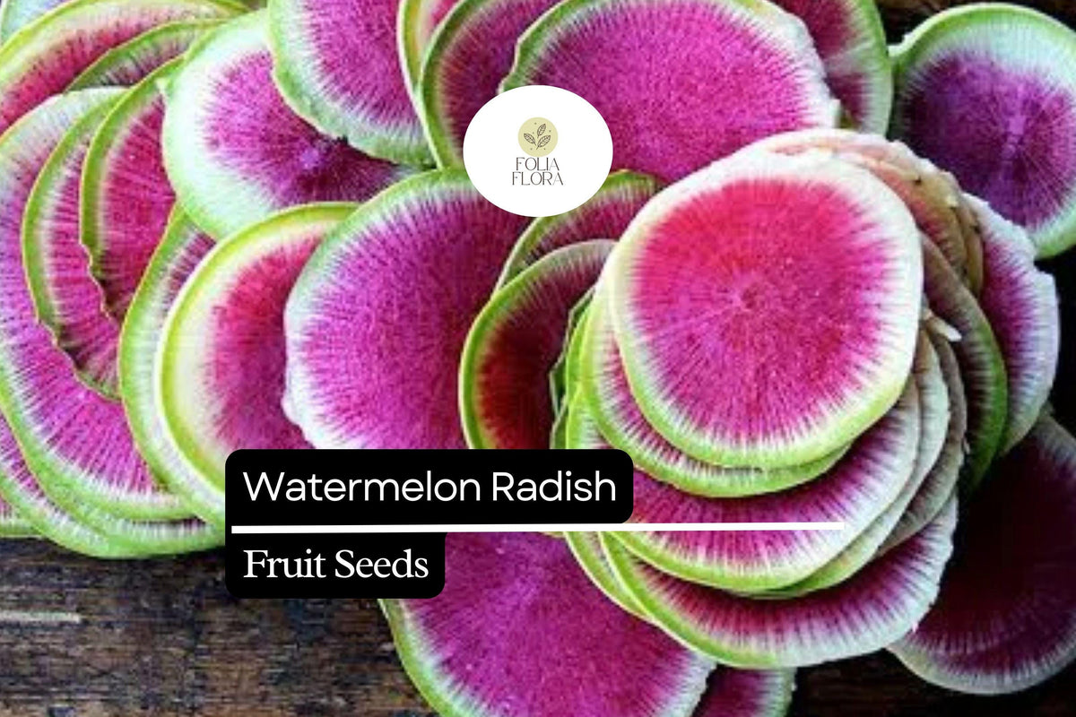 Watermelon Radish Seeds – Heirloom Raphanus sativus var. longipinnatus, Red Meat Radish, Cool-Season Garden Planting, 500+ Seeds