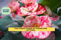 Rooted Thai Hybrid Crown of Thorns Cutting | Euphorbia Milii Pink Mix Succulent | Drought-Tolerant Indoor & Patio Plant