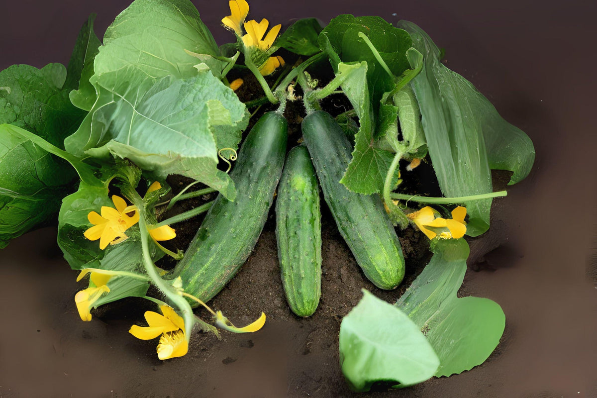 Spacemaster 80 Cucumber Seeds – Compact Bush Variety for Containers, 35 Seeds, Cucumis sativus, Slicing Cucumbers