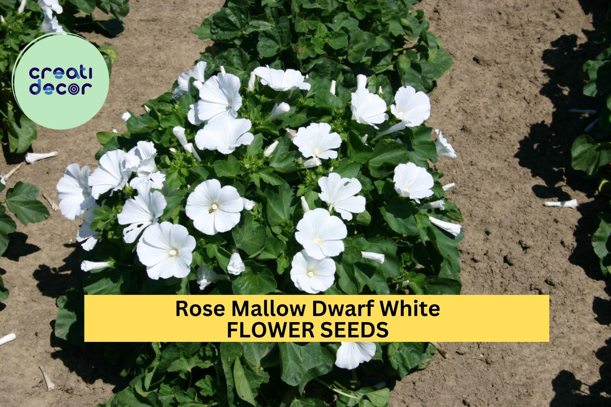 3pcs Dwarf White Rose Mallow Seeds Hibiscus moscheutos Compact White Flowers for Borders & Containers