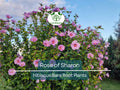 6 Bare Root Rose of Sharon Plants – Hibiscus syriacus Flowering Shrubs for Hedges, Pollinator Gardens, Summer Blooms