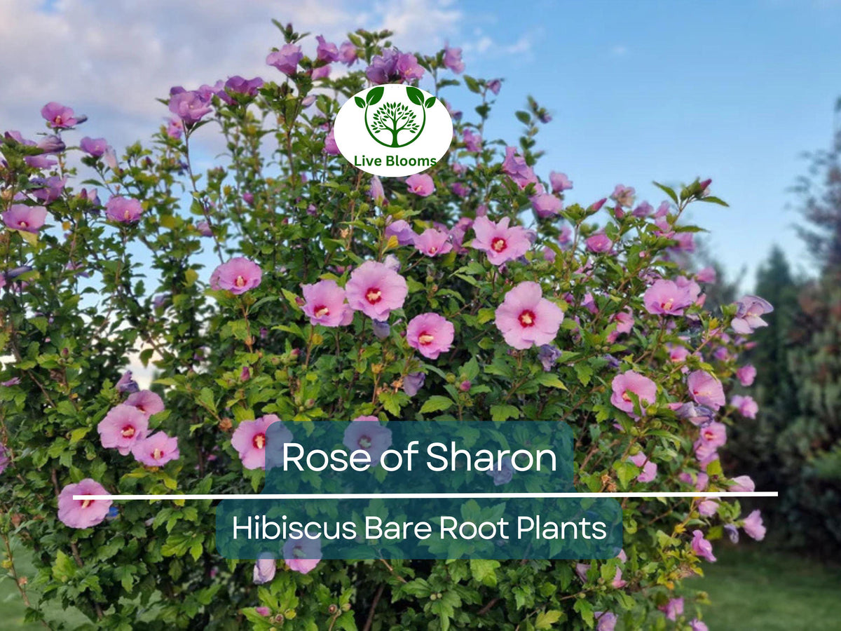 6 Bare Root Rose of Sharon Plants – Hibiscus syriacus Flowering Shrubs for Hedges, Pollinator Gardens, Summer Blooms