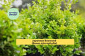 Japanese Boxwood Live Plants Set of 6 | Buxus microphylla Evergreen Shrubs for Hedges & Borders