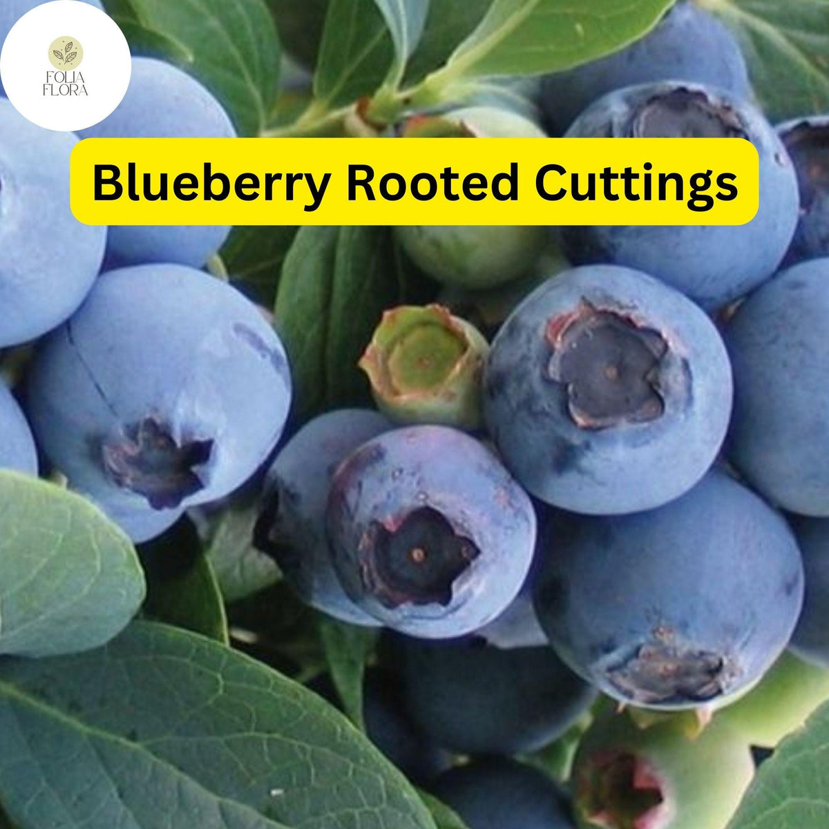 Blueberry Plant Rooted Cutting, Vaccinium spp., Edible Fruit Bush for Home Gardens and Containers