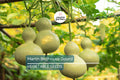 Martin Birdhouse Gourd Seeds – Non-GMO Heirloom Crafting & Birdhouse Plants | Full Sun Vine Seeds