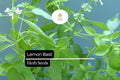 1000 Lemon Basil Seeds, Fragrant Herb for Culinary & Garden Use, Ocimum basilicum var. citriodora