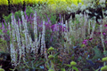 Wedding Candles Flower Seeds - Verbascum Chaixii - Yellow Blooms - Perennial Garden Seeds