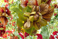 Stewart Pecan Tree Bare Root 1-2 ft Tall, Edible Nut Tree, Carya illinoinensis, Deciduous Hardwood, Nut & Shade Tree