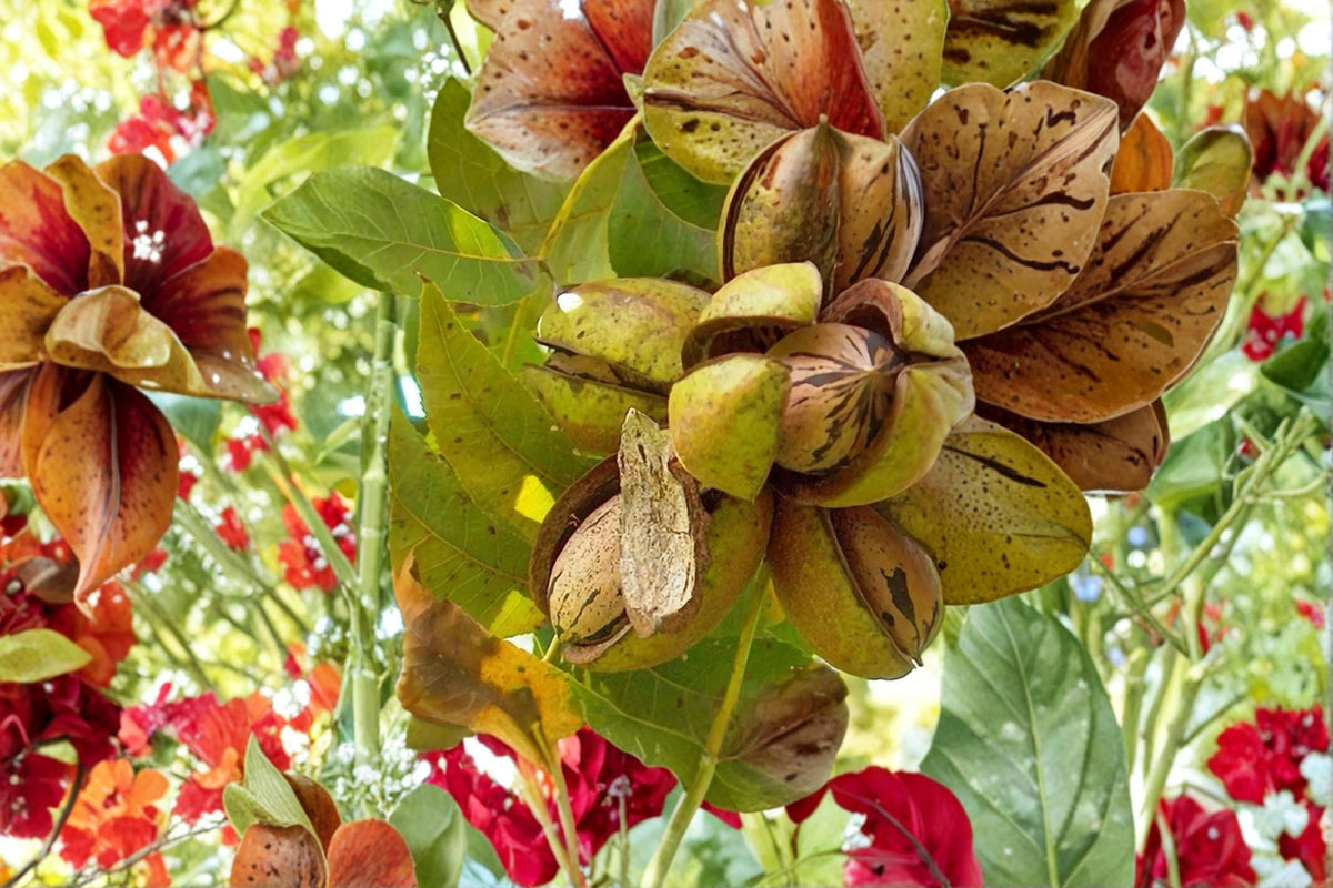Stewart Pecan Tree Bare Root 1-2 ft Tall, Edible Nut Tree, Carya illinoinensis, Deciduous Hardwood, Nut & Shade Tree