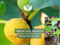 Rooted Yellow Long Neck Fig Plant, Ficus auriculata, Rare Tropical Fruit Tree, Edible Garden Starter, Easy to Grow for Patio & Garden