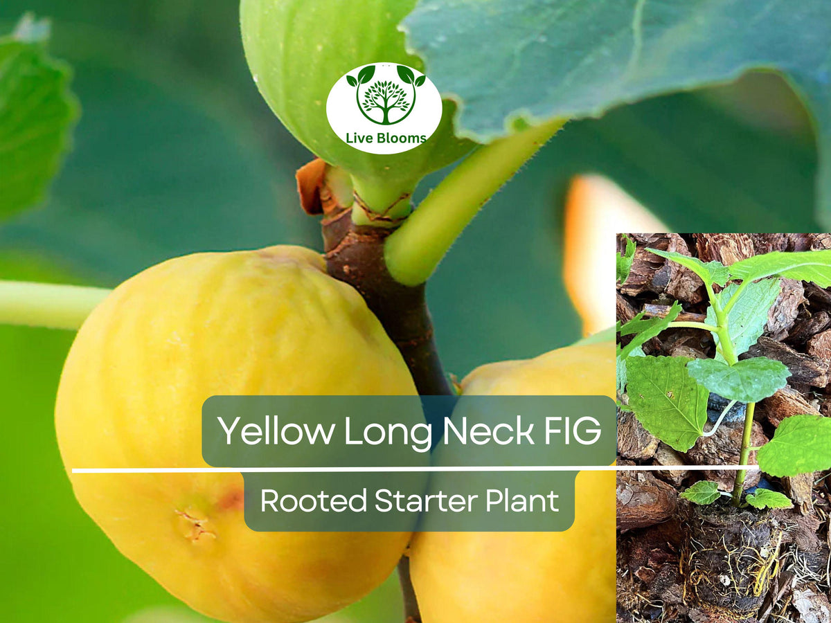 Rooted Yellow Long Neck Fig Plant, Ficus auriculata, Rare Tropical Fruit Tree, Edible Garden Starter, Easy to Grow for Patio & Garden