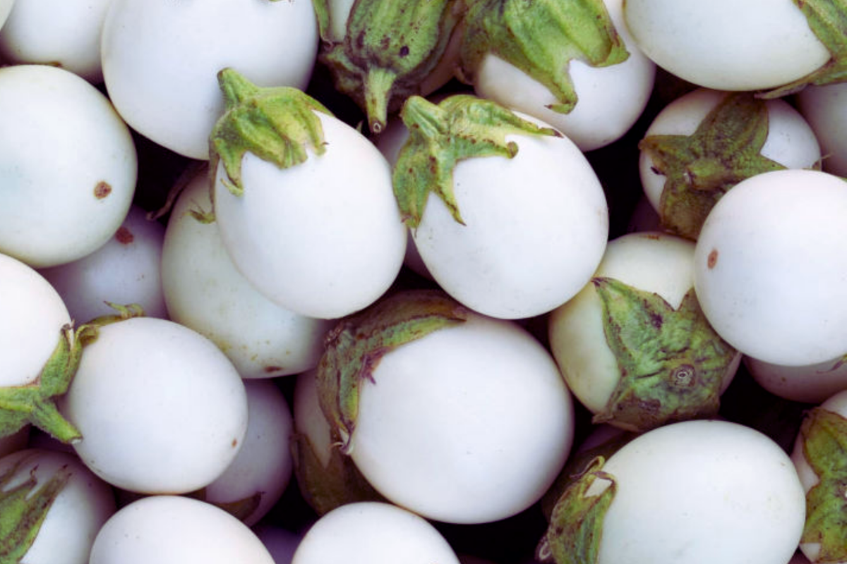 Small White Egg Eggplant Seeds, Thai/Easter Variety, Solanum melongena, Vegetable Seeds for Home Garden, Compact, White Color