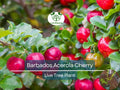 Barbados Acerola Cherry Tree Plant | 12-Inch Live Malpighia emarginata | Edible Tropical Fruit, Vitamin C Rich, Fast Growing