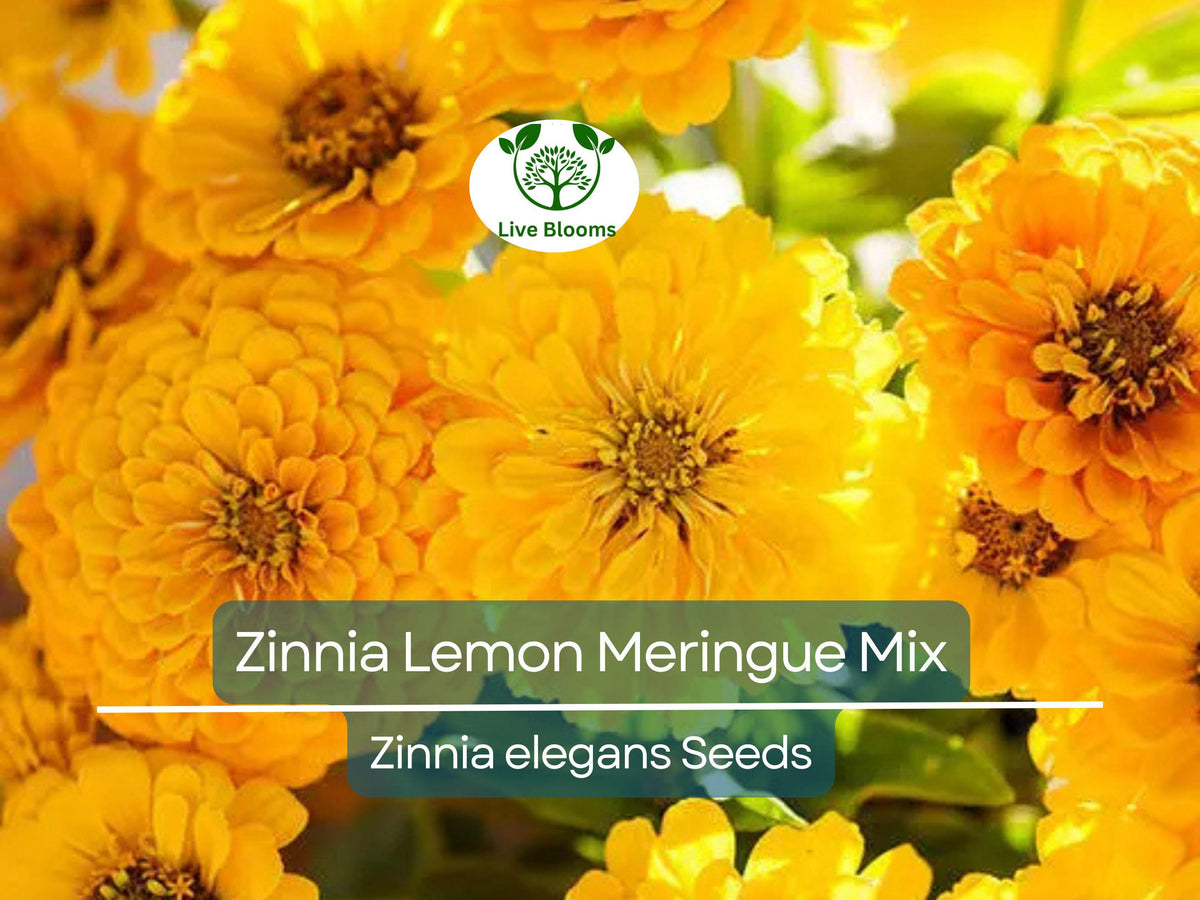 Zinnia Lemon Meringue Mix Seeds – Bright Yellow, Pollinator-Friendly, Non-GMO, Easy to Grow Annual Garden Flowers