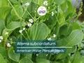 500 Seeds Alisma Subcordatum | Native Aquatic Perennial Water Plant for Ponds & Wetlands | Mud Plantain for Water Gardens