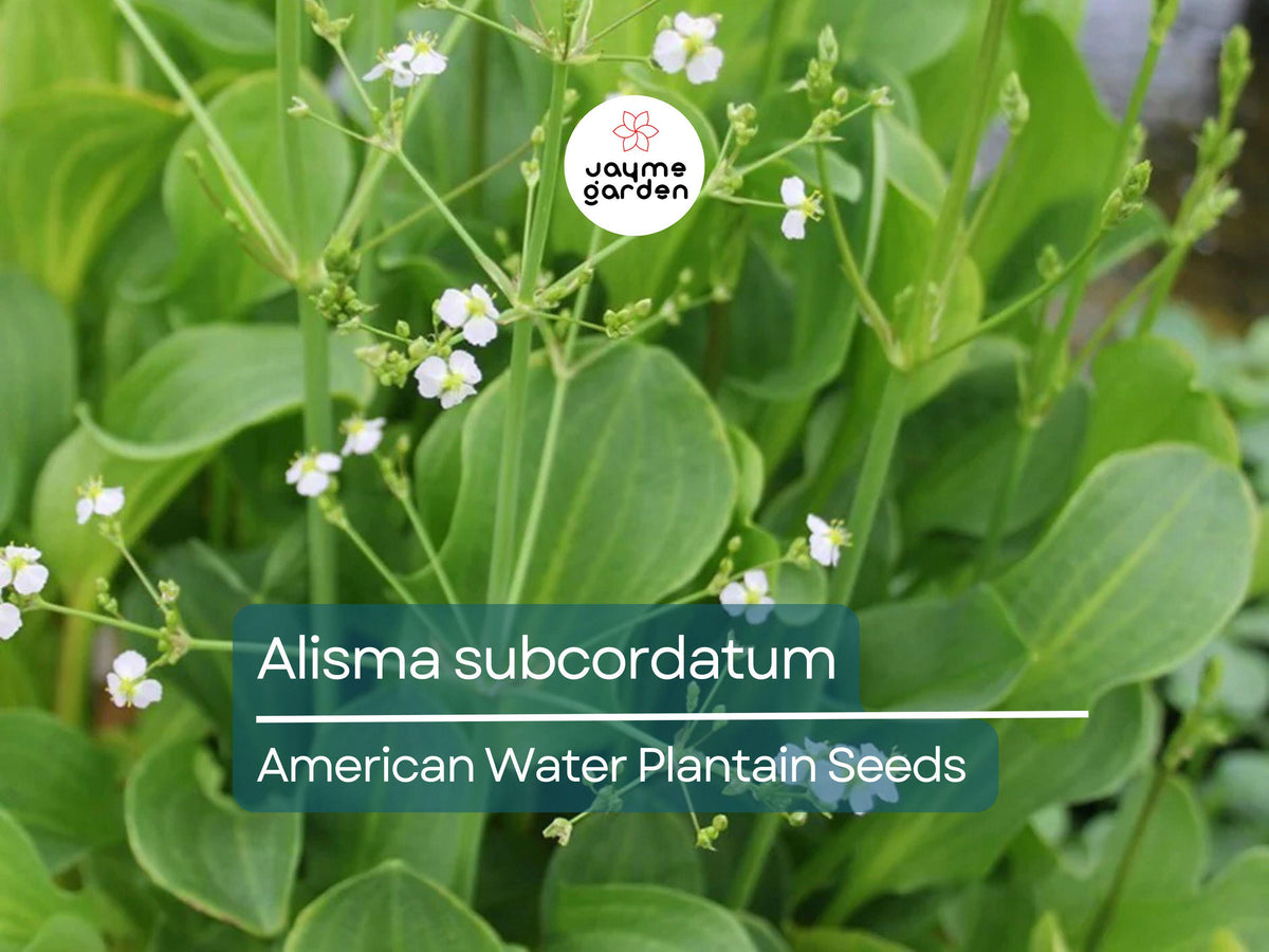 500 Seeds Alisma Subcordatum | Native Aquatic Perennial Water Plant for Ponds & Wetlands | Mud Plantain for Water Gardens