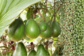 Avozilla Avocado Tree Cutting – Unrooted 6-8" Persea americana ‘Avozilla’ Fruit Tree for Grafting