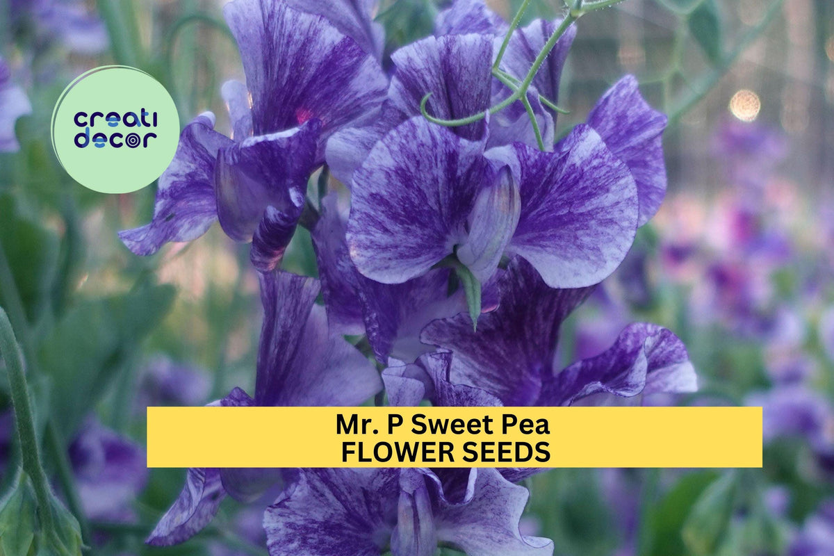 Mr. P Sweet Pea Seeds – Deep Magenta Fragrant Blooms for Climbing Vines & Bouquets – Lathyrus odoratus