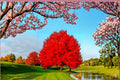Red Maple Live Plants - 18" Acer rubrum Ornamental Tree for Landscaping and Gardens