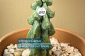 3" Ish Boobie Cactus Starter Plant – Unique Live Cactus Cutting for Collectors with Cold Weather Packaging