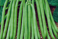 Contender Bush Bean Seeds, Stringless, Early Harvest, Phaseolus vulgaris, Compact Green Beans for Container Gardening