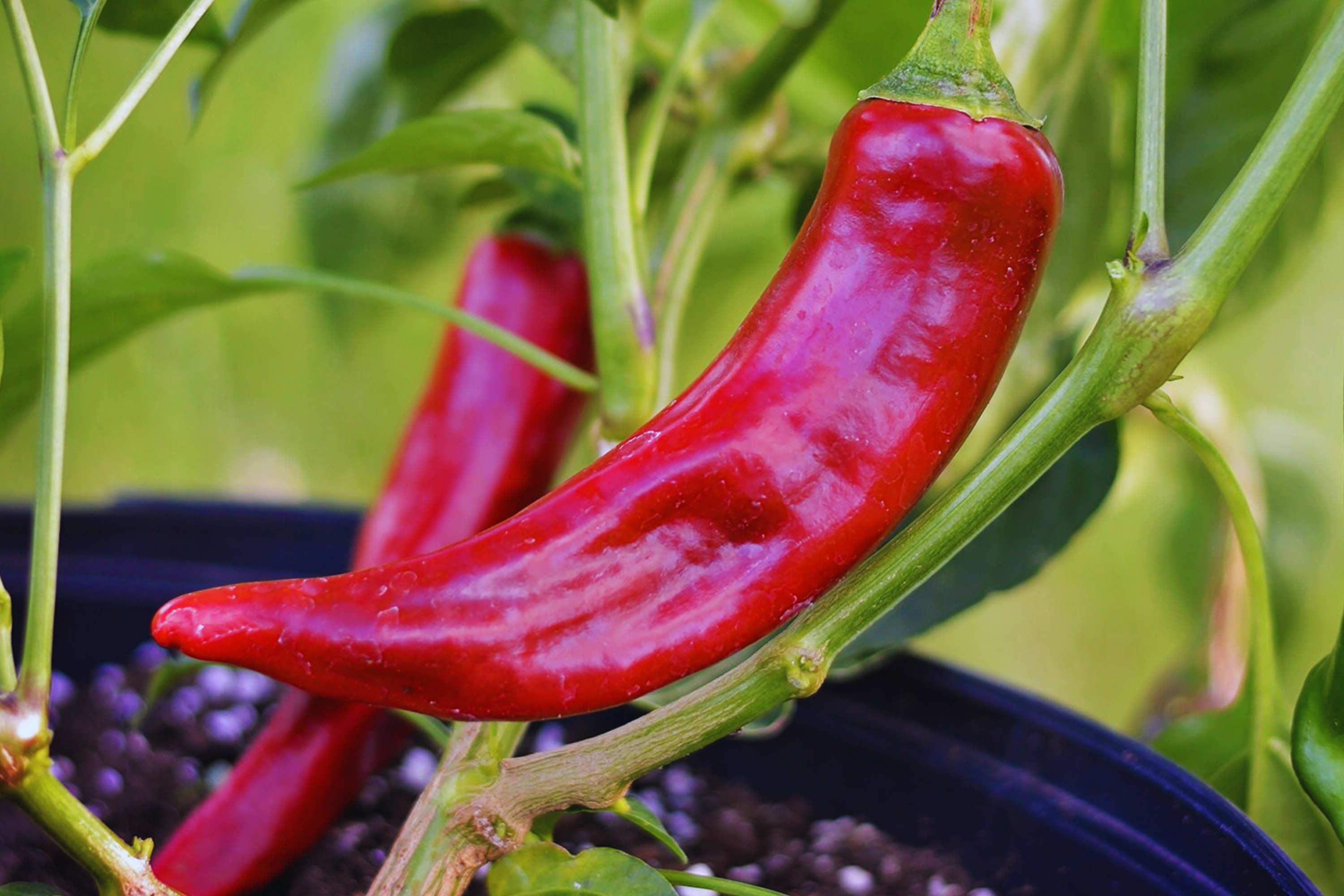 Kung Pao Pepper Seeds | Red Chili & Guajillo Pepper Seeds | Non-GMO Capsicum annuum for Spicy Culinary Use