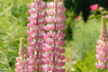 Chatelaine Lupine Seeds | Perennial Pink & White Flowers | Attracts Hummingbirds & Butterflies | Lupinus polyphyllus
