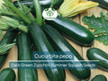 Dark Green Zucchini Seeds – Cucurbita pepo, High-Yield Summer Squash for Gardening & Planting, 1 Gram Packet