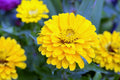 Canary Bird Zinnia Seeds | Bright Yellow Flowers | Attracts Bees & Butterflies | Non-GMO | Easy to Grow Garden Seeds