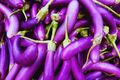 Long Purple Eggplant Seeds - Italian & Chinese Variety - Solanum melongena - Non-GMO, Heirloom Garden Seeds
