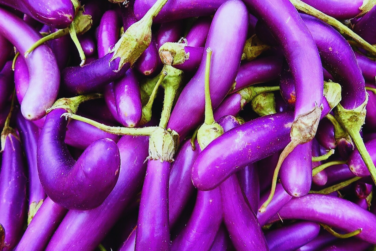 Long Purple Eggplant Seeds - Italian & Chinese Variety - Solanum melongena - Non-GMO, Heirloom Garden Seeds