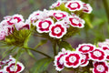 Sweet William Seeds | Dwarf Mix Color Flowers | Dianthus barbatus | Annual, 6-12 inches