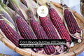 5g Heirloom Red Dent Corn Seeds | Zea mays Bloody Butcher | Multi-Purpose, Non-GMO, Deep Red Kernels
